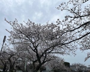 🌸桜が満開になりました。